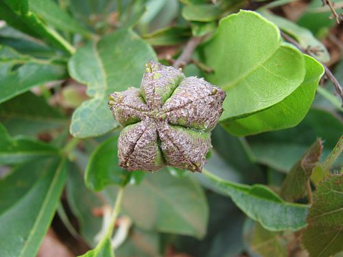 Esenbeckia (plant)